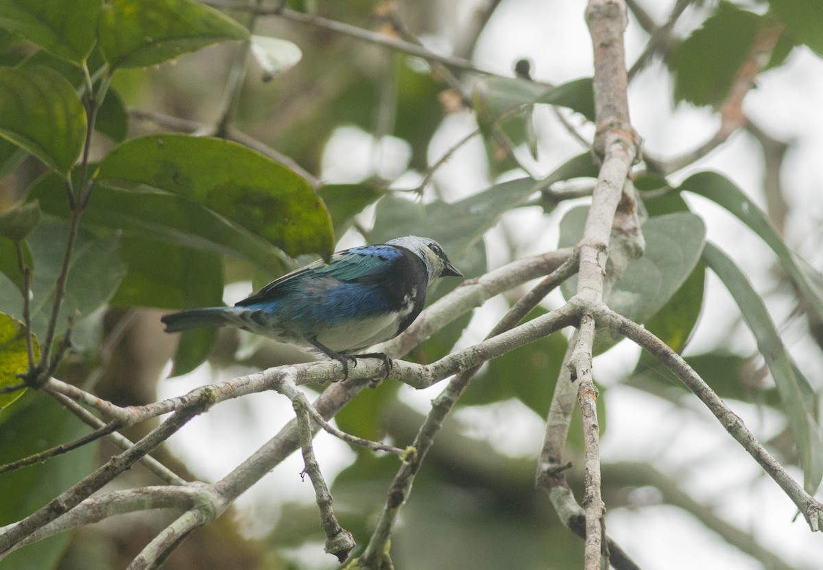 Masked Tanager - ML175519541