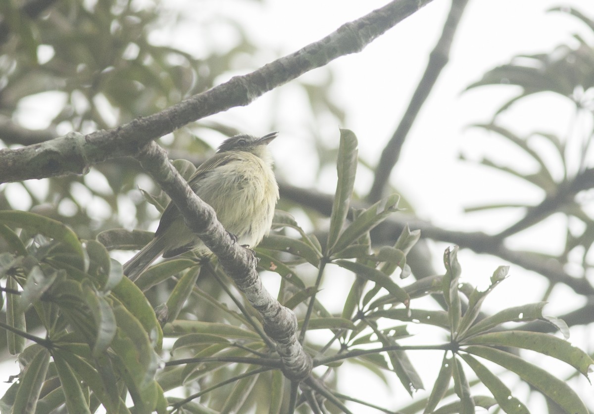 Gray-crowned Flatbill - ML175519561