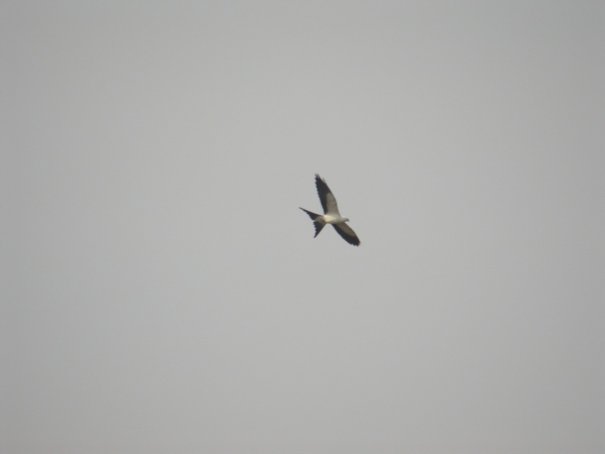 Swallow-tailed Kite - Joshua Uffman