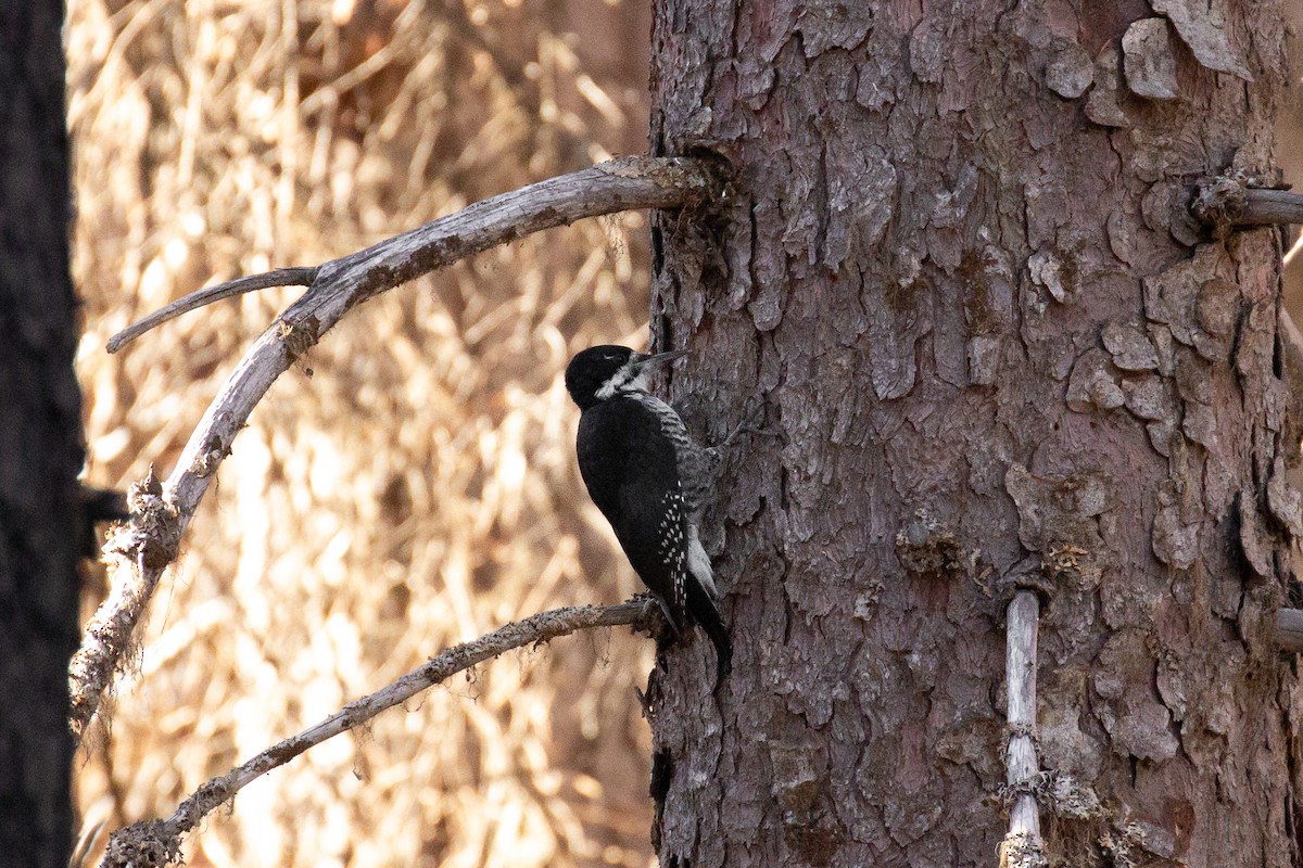 Black-backed Woodpecker - Richard  Vreeland