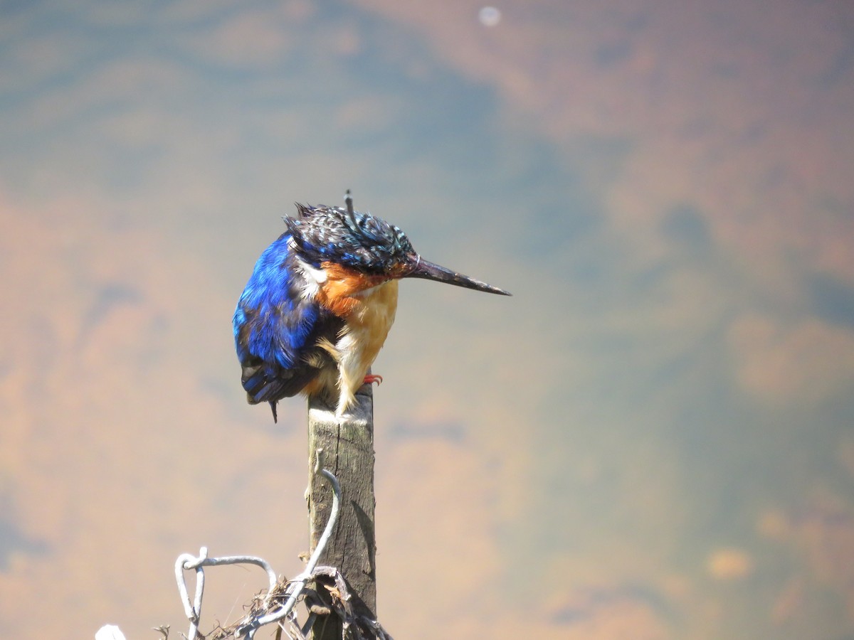 Malagasy Kingfisher - ML175527251