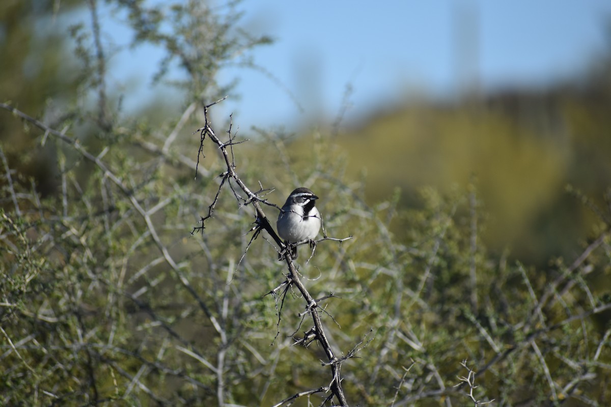 Black-throated Sparrow - Sydney Gerig
