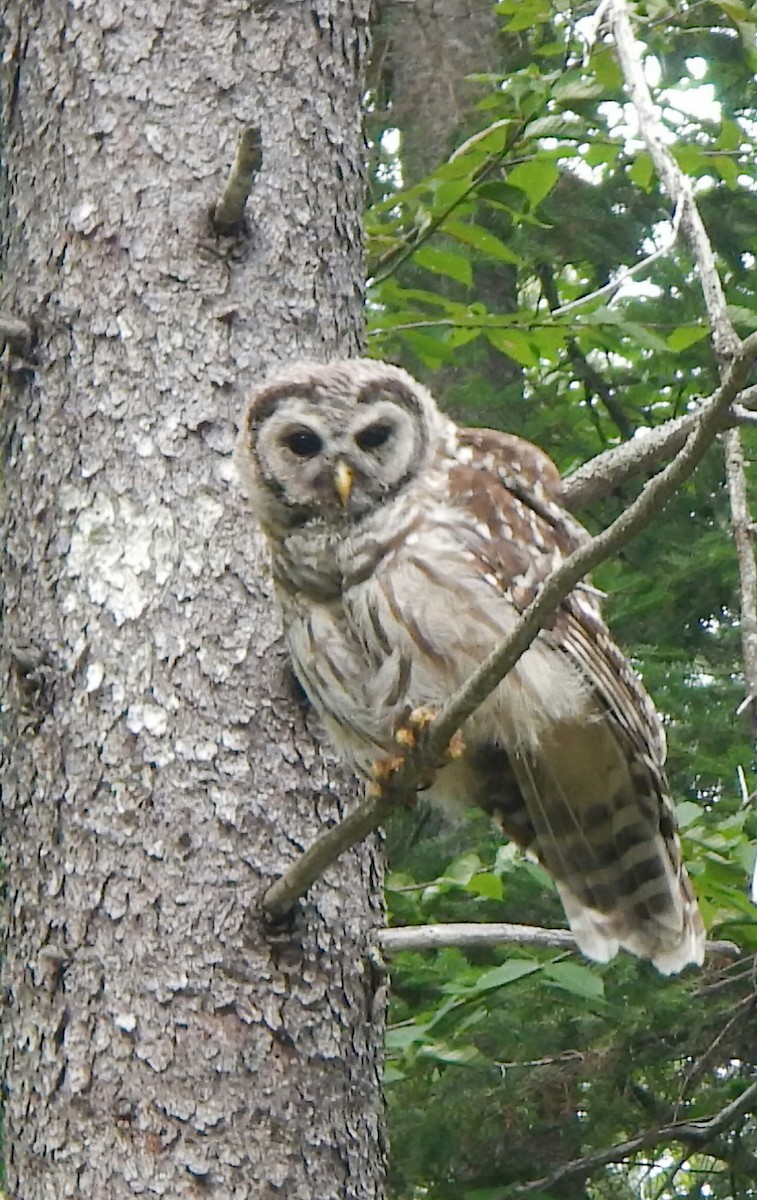 Barred Owl - claudine lafrance cohl