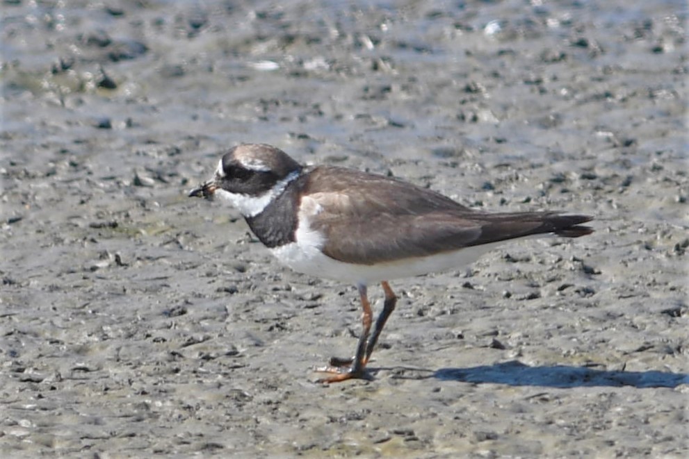 Common Ringed Plover - ML175532861