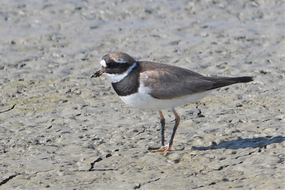 Common Ringed Plover - ML175532871