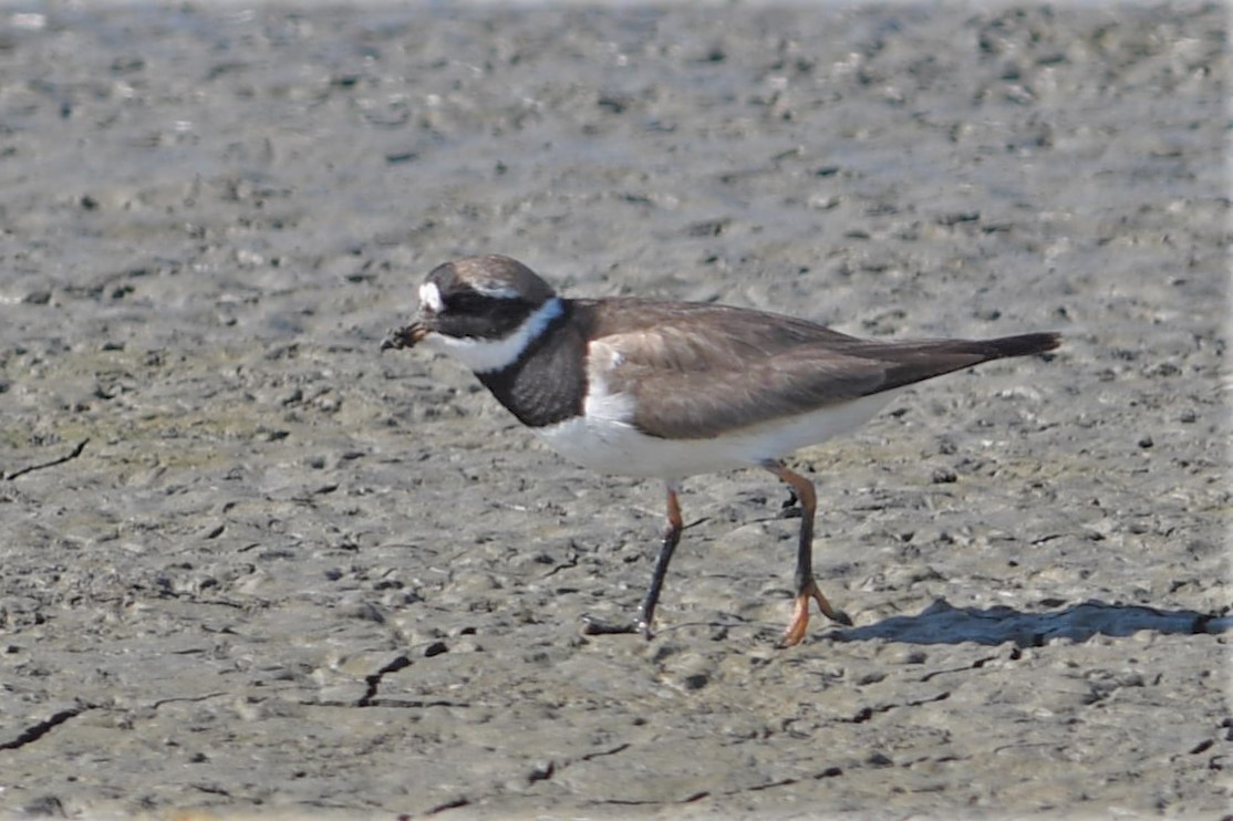 Common Ringed Plover - ML175532881