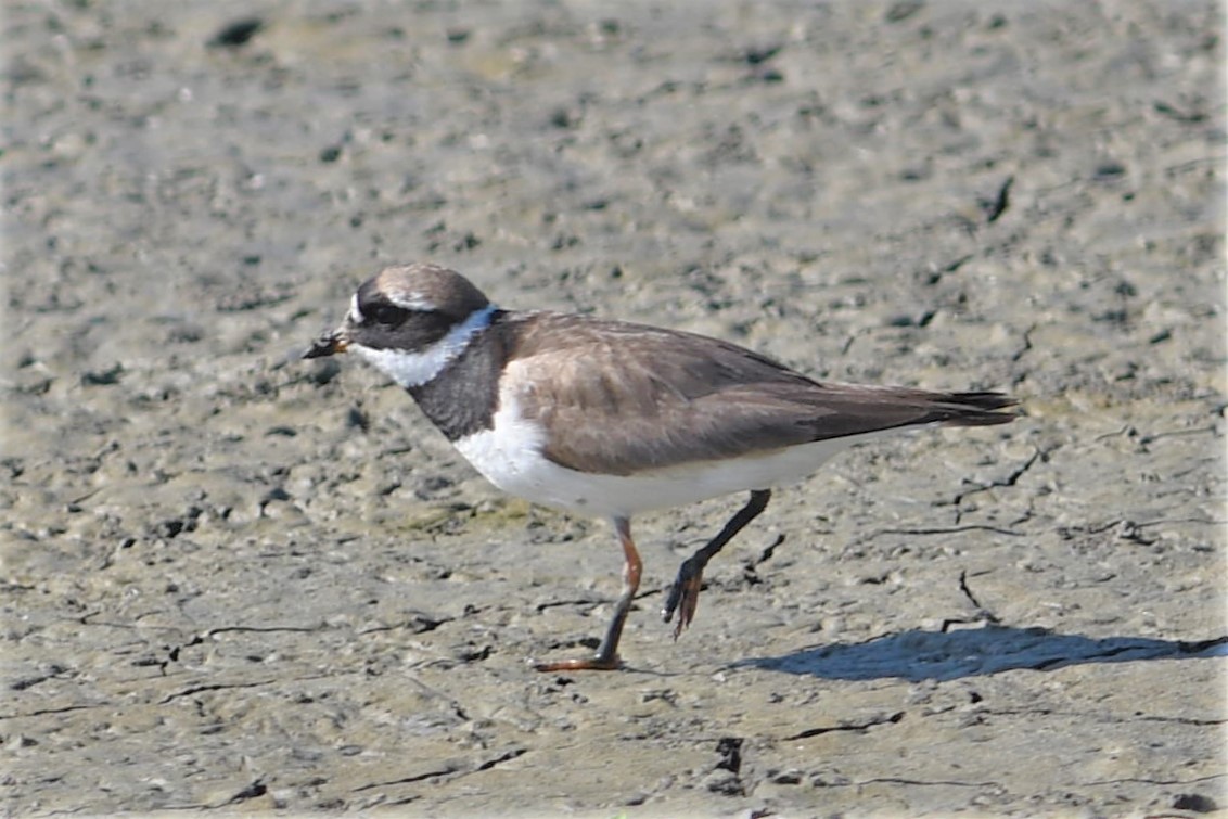 Common Ringed Plover - ML175532891