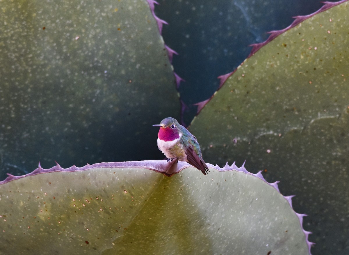 Broad-tailed Hummingbird - Mauricio López