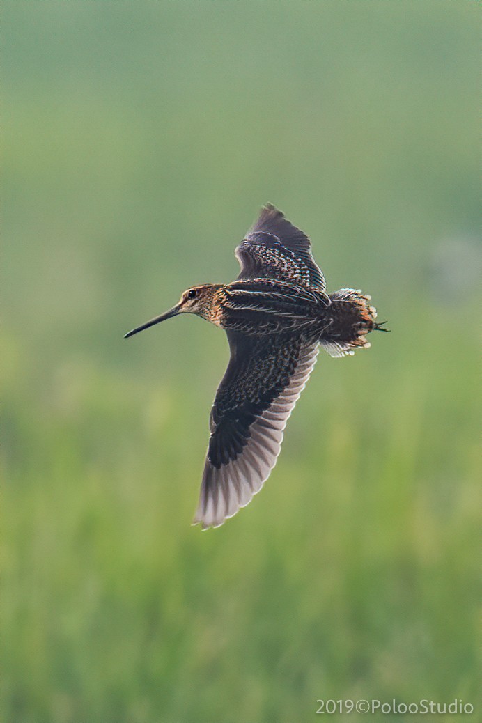 Pin-tailed Snipe - Wei Yan