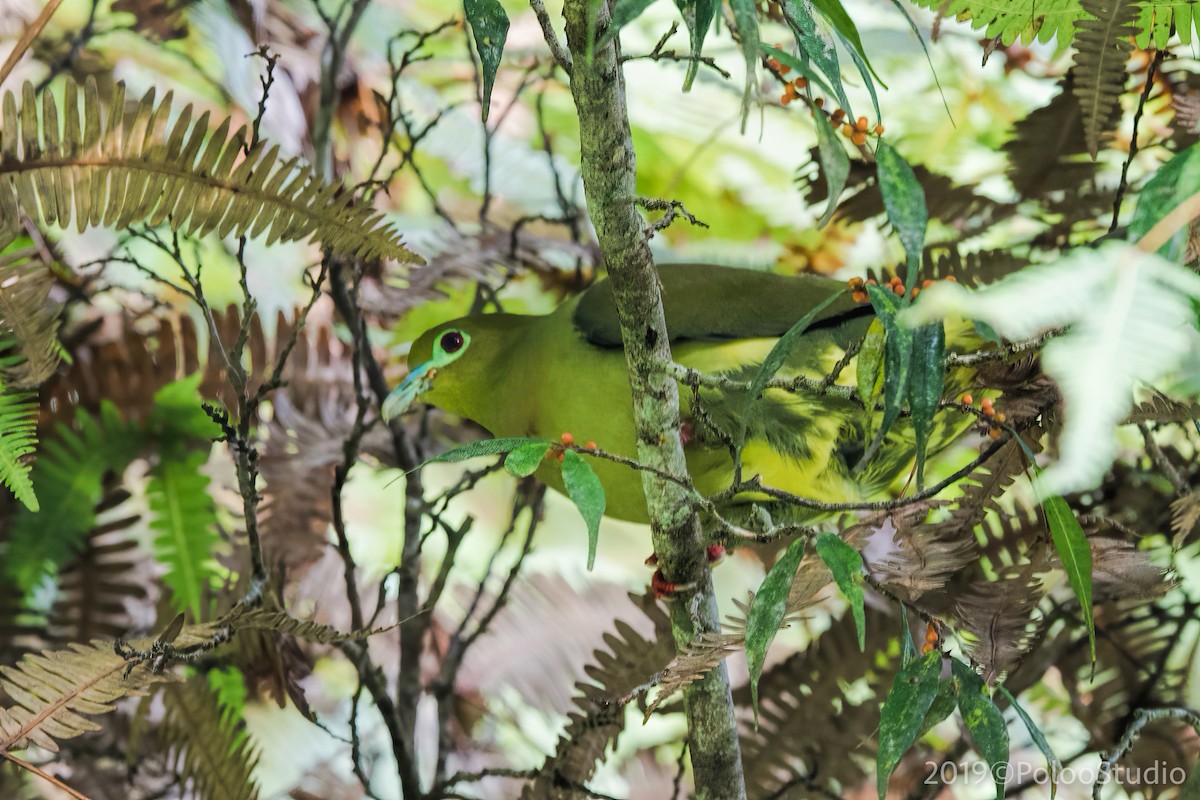 Sumatran Green-Pigeon - ML175543381