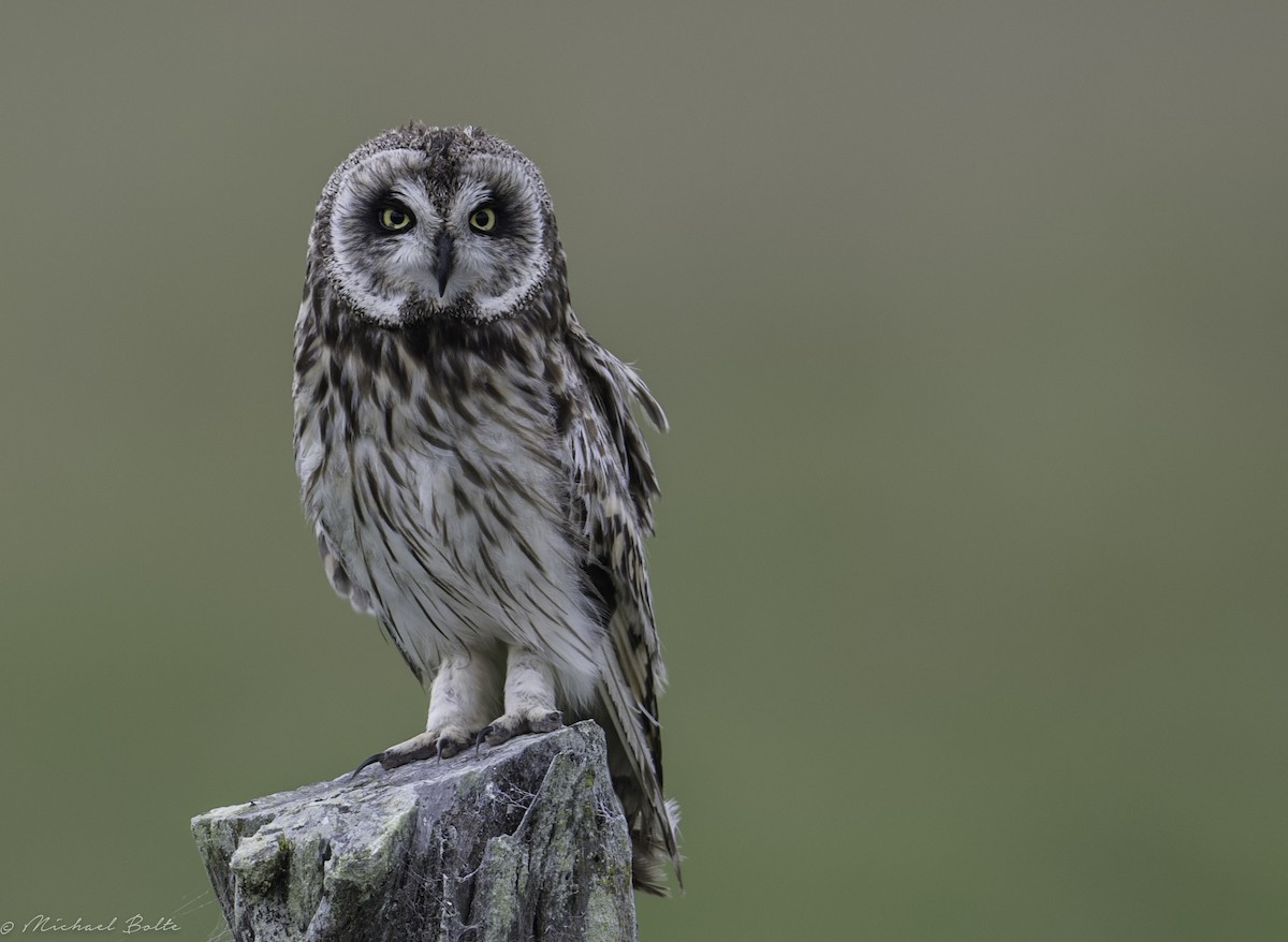 Short-eared Owl - ML175547511