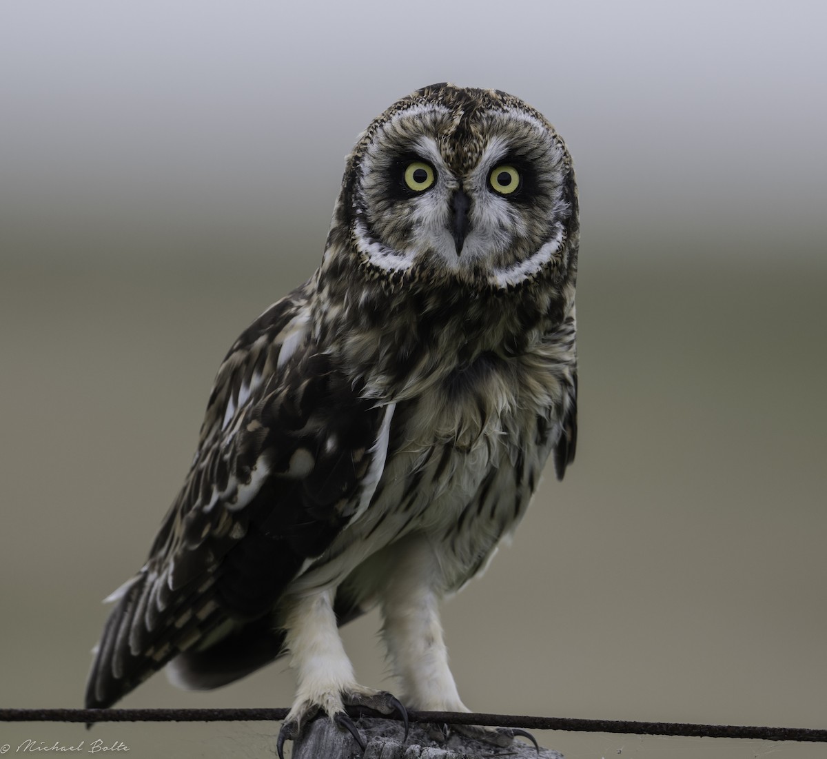 Short-eared Owl - ML175547521