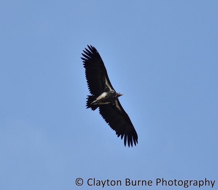 Lappet-faced Vulture - Clayton Burne