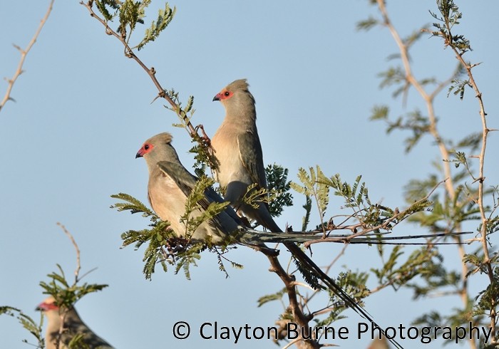 Red-faced Mousebird - Clayton Burne