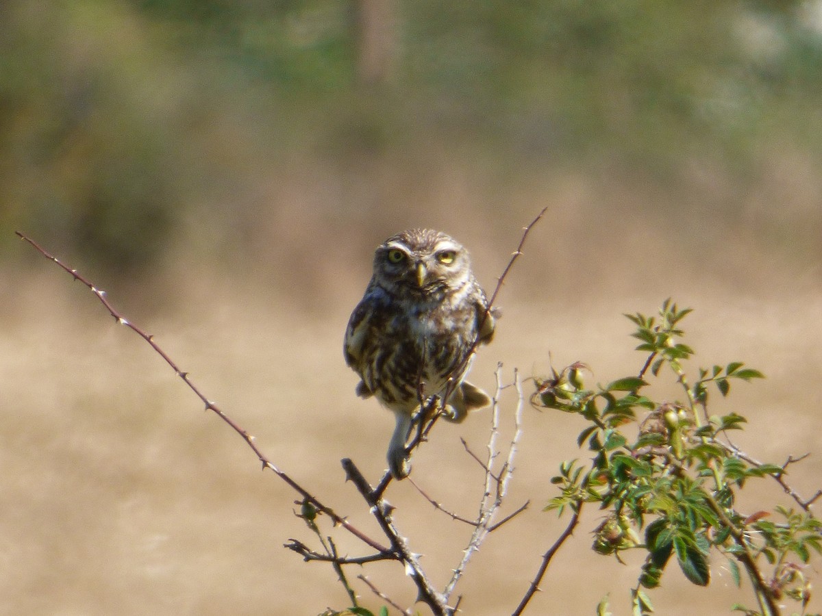 Little Owl - Patxi Andueza