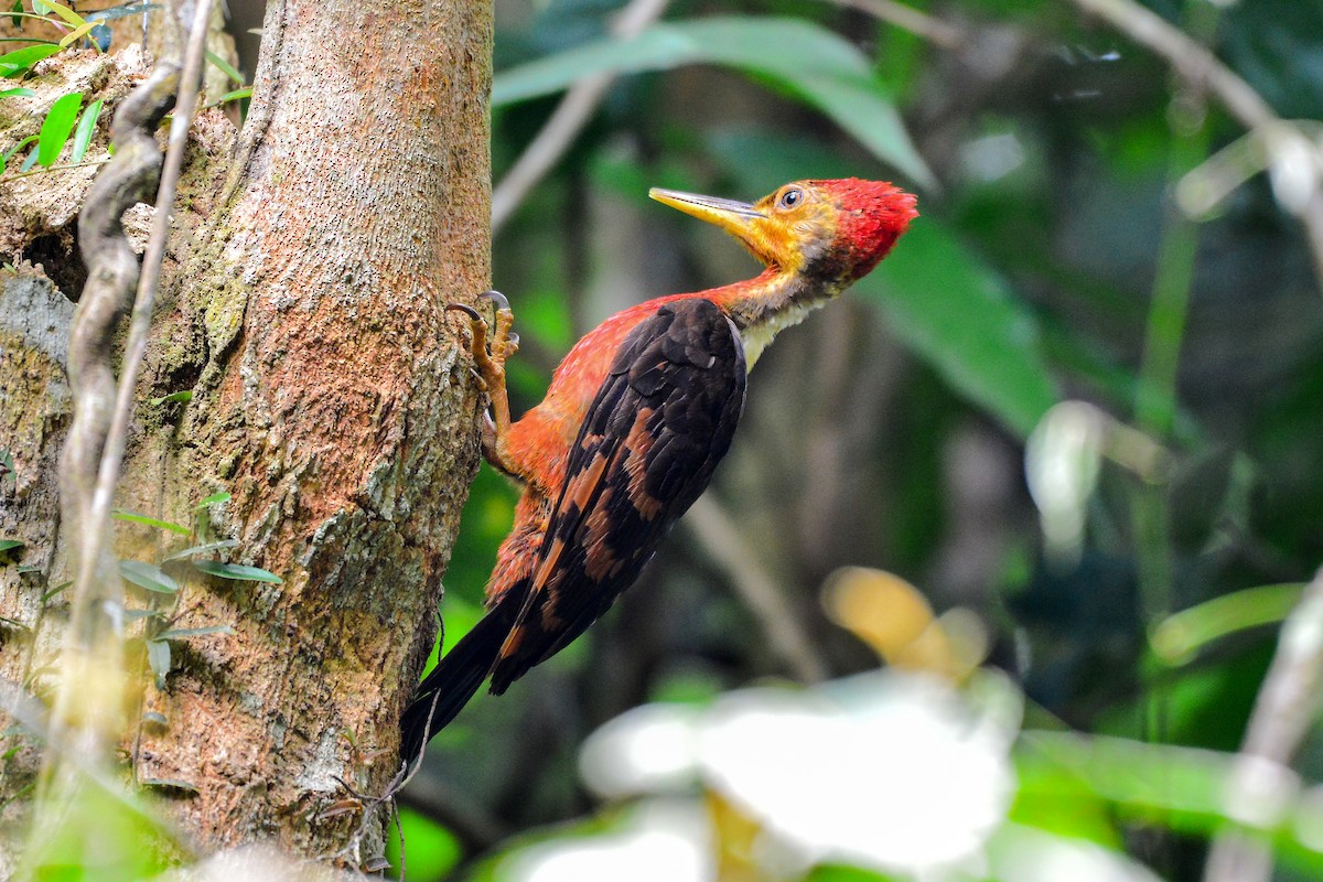 Orange-backed Woodpecker - Harn Sheng Khor