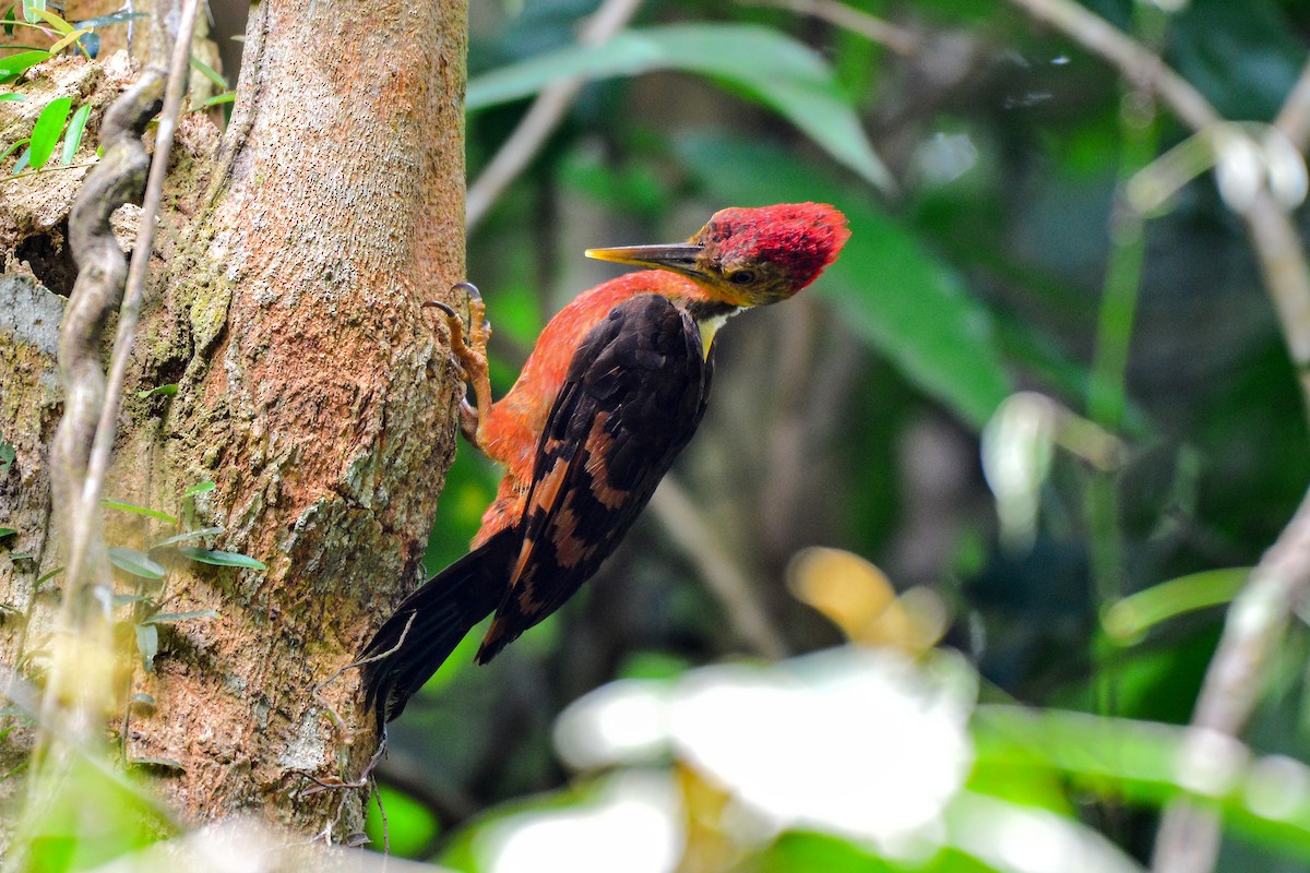 Orange-backed Woodpecker - ML175552511