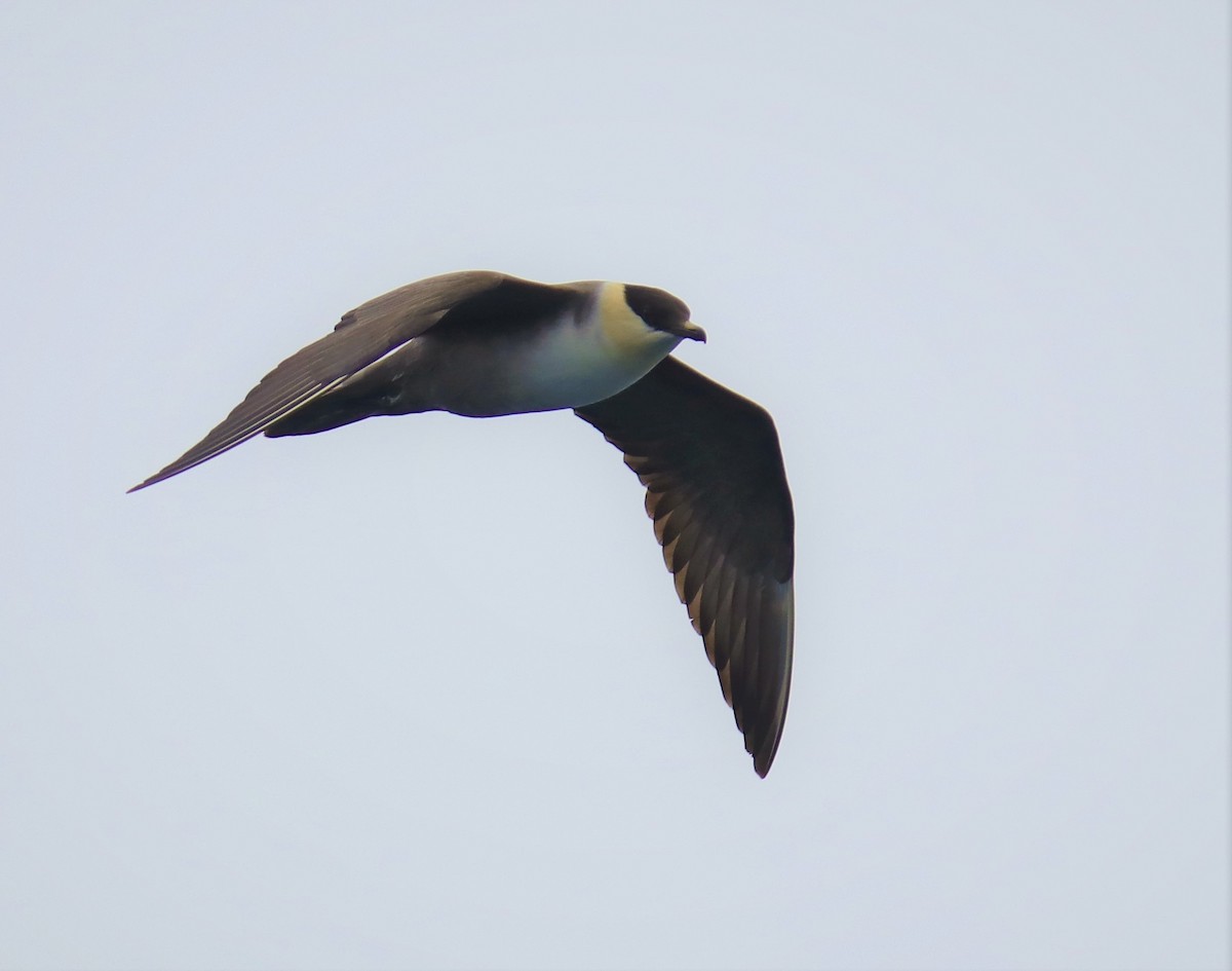 Long-tailed Jaeger - ML175553481