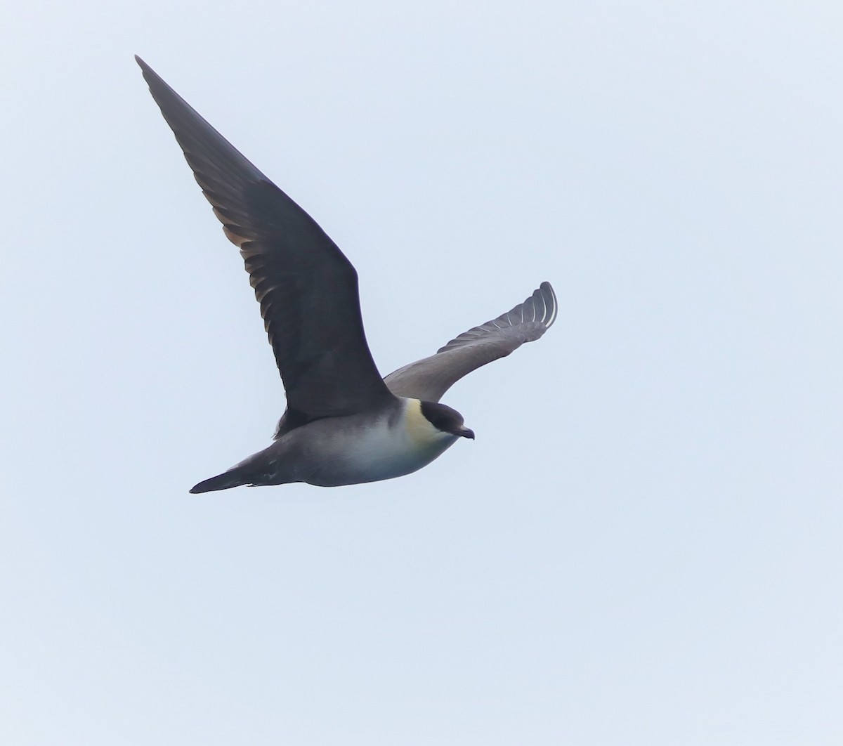 Long-tailed Jaeger - ML175553501