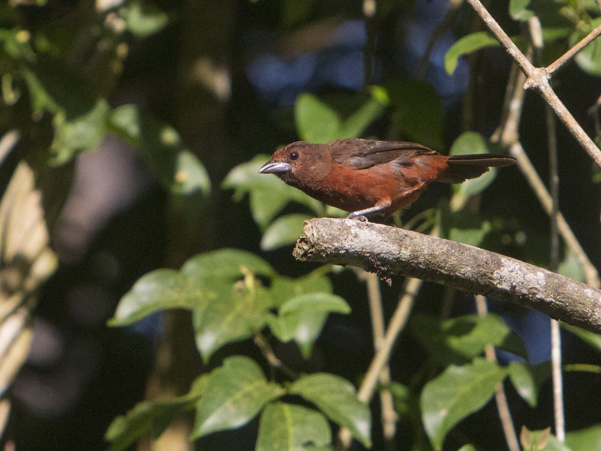 Silver-beaked Tanager - ML175556971