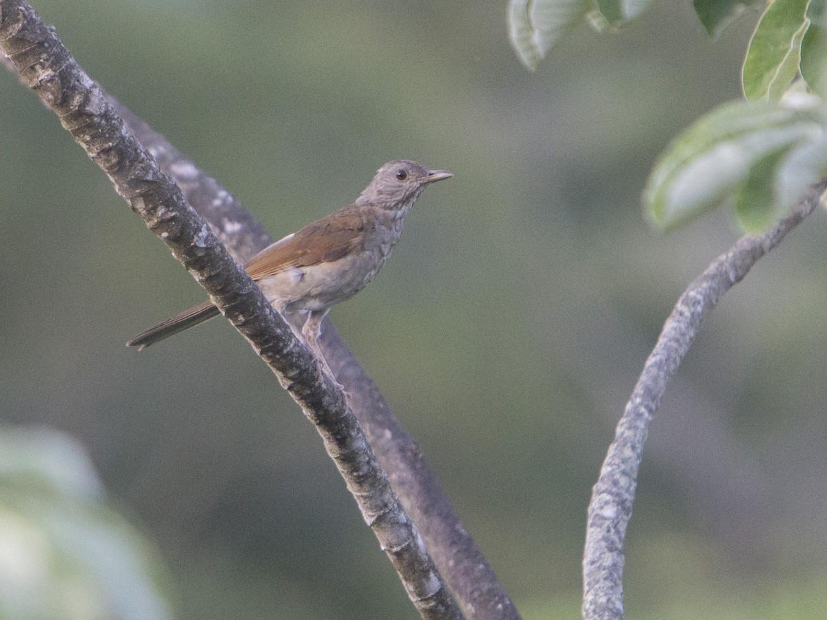 Pale-breasted Thrush - ML175557471