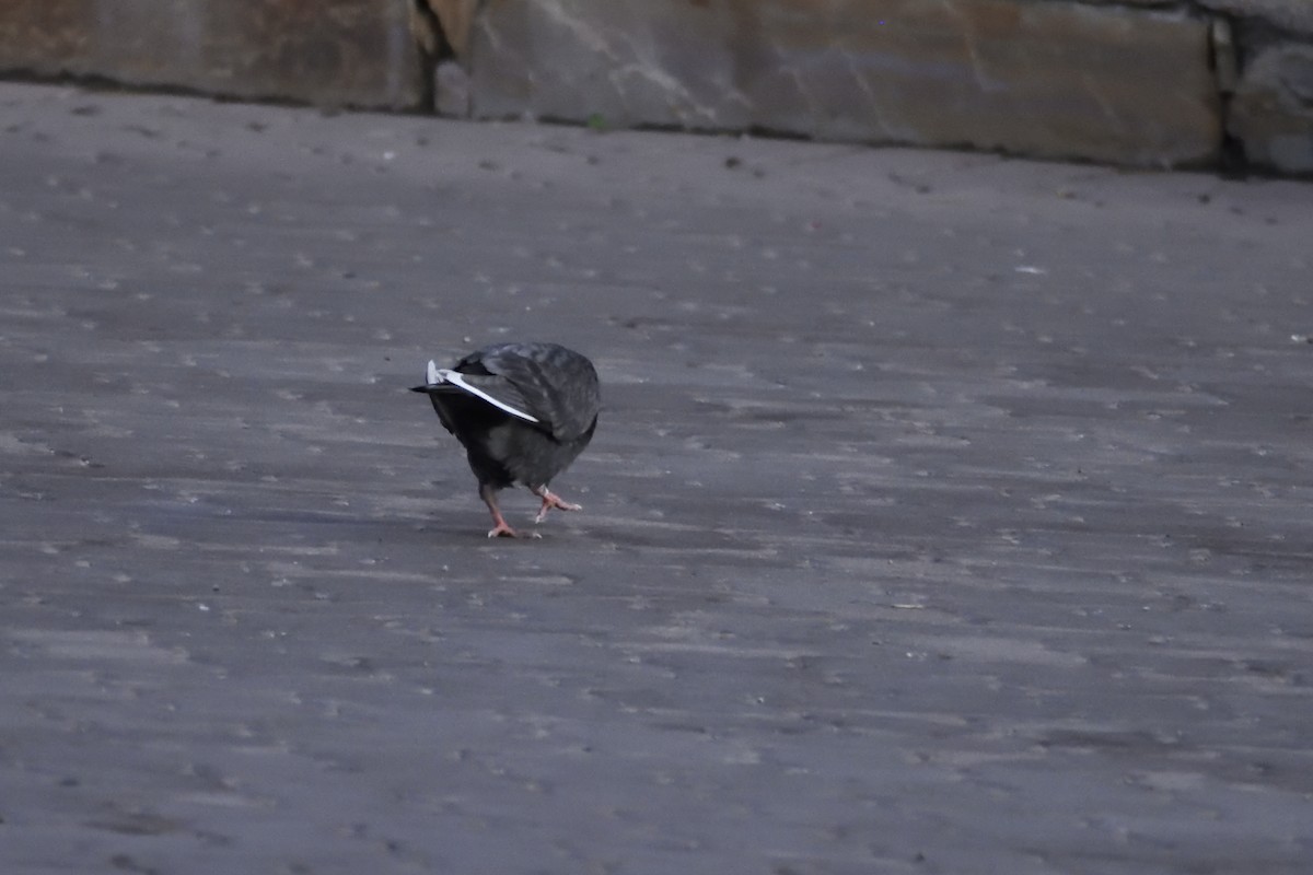 Rock Pigeon (Feral Pigeon) - ML175562541