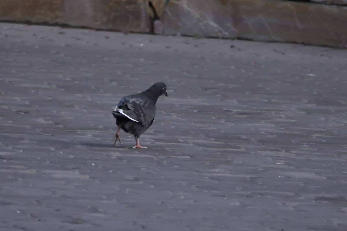 Rock Pigeon (Feral Pigeon) - ML175562551