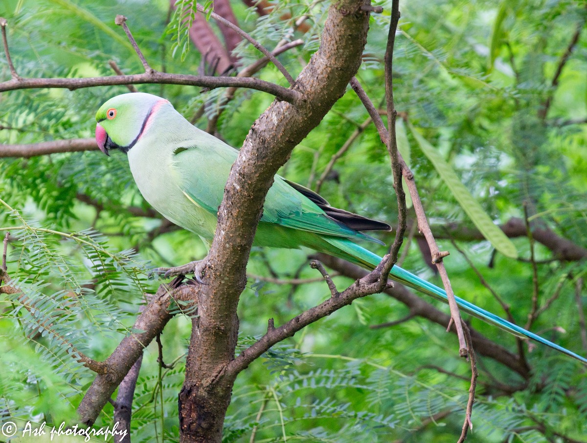 Rose-ringed Parakeet - Ashwini Bhatt
