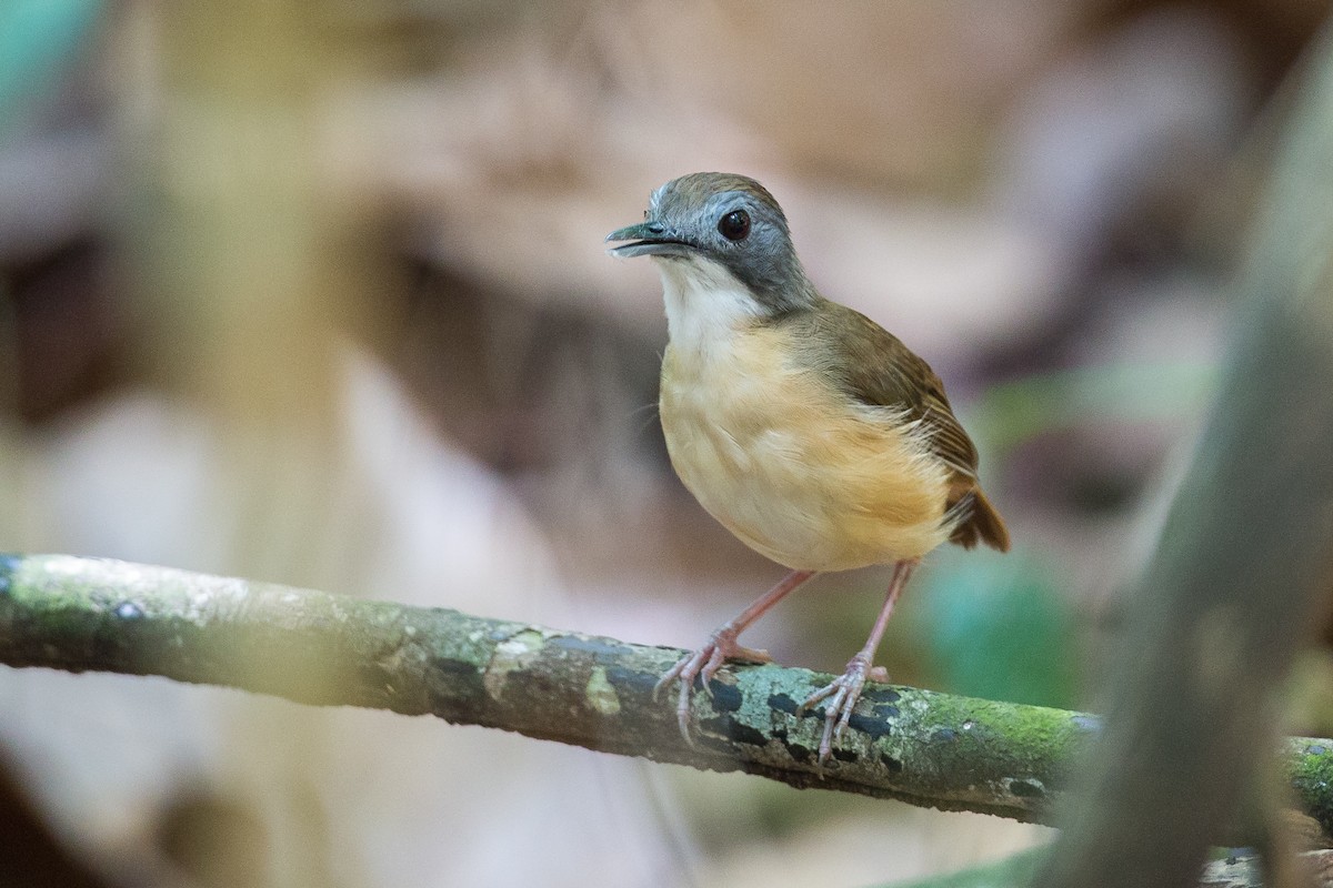 Short-tailed Babbler - Adrian Silas Tay