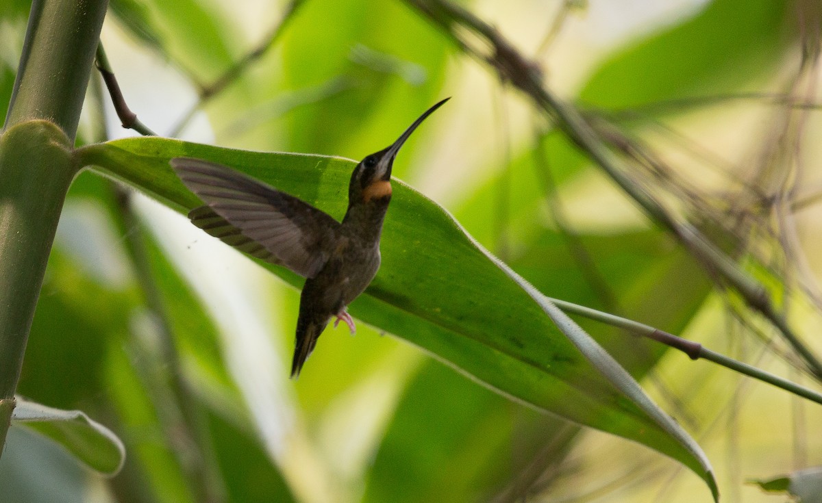 kolibřík světloocasý - ML175566361