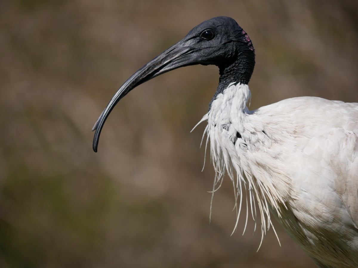 ibis australský - ML175566881