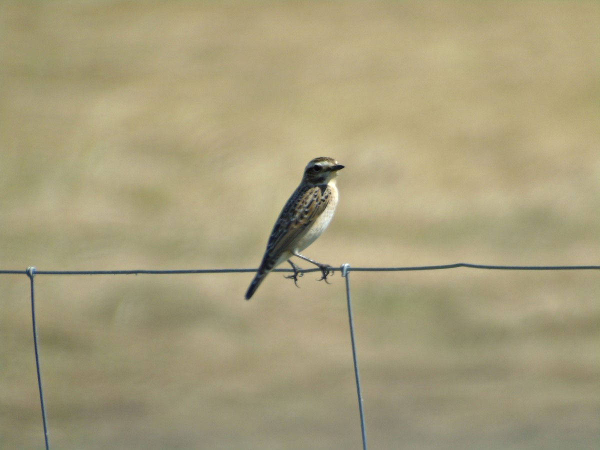 Whinchat - ML175567081