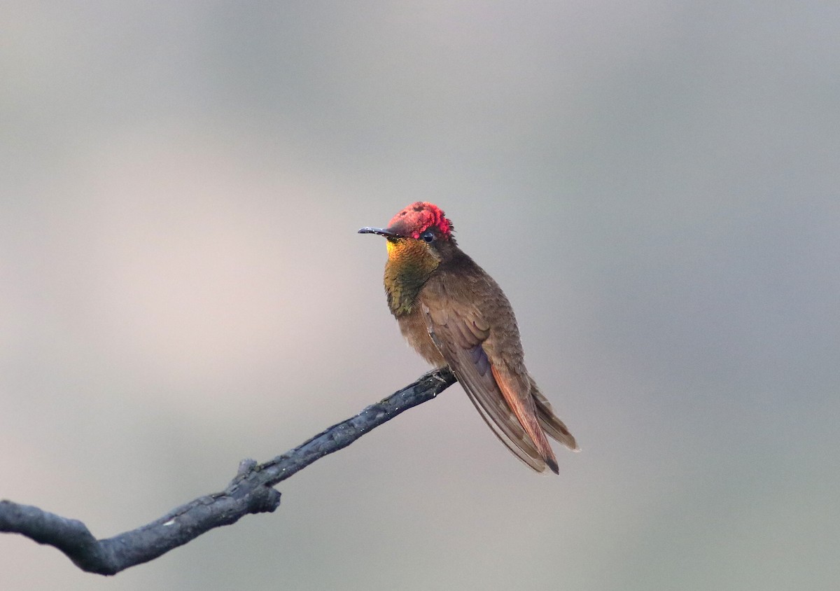 Ruby-topaz Hummingbird - Daniel Branch