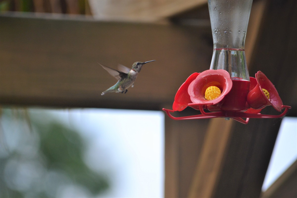 Ruby-throated Hummingbird - Kristin Livingston