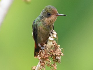 Female - Janet Rathjen - ML175574591