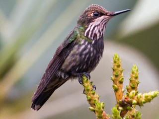 Female - Jhonathan Miranda - Wandering Venezuela Birding Expeditions - ML175575191