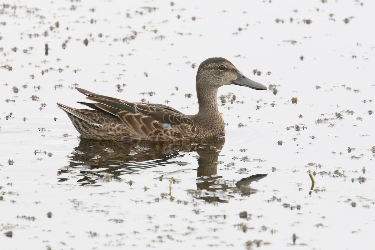 Blue-winged Teal - ML175576441