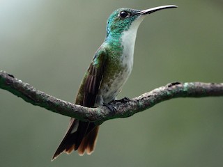  - White-chested Emerald