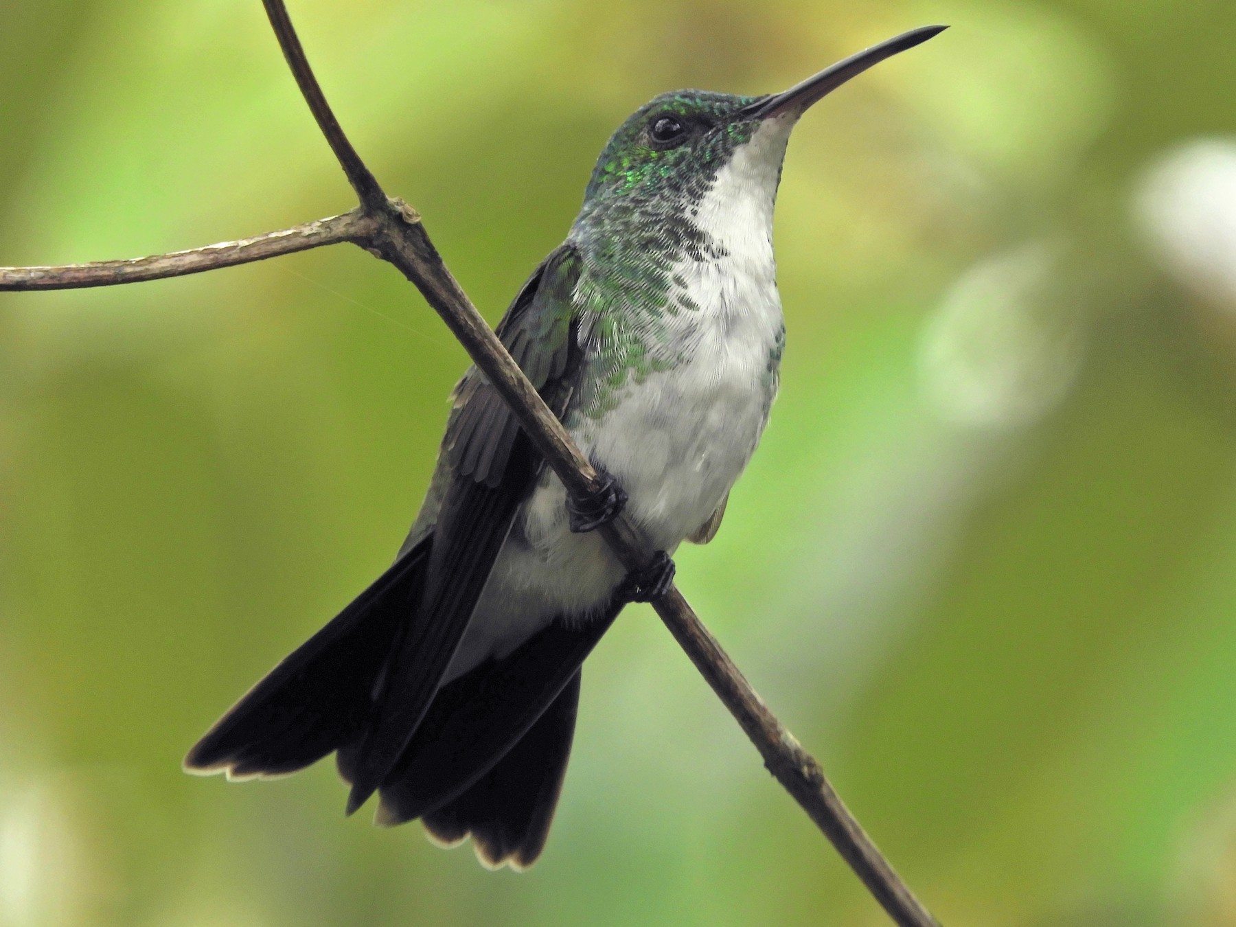 Plain-bellied Emerald - Fabiano Souto Rosa