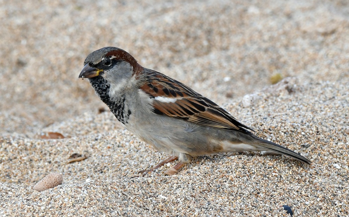House Sparrow - Charles Hundertmark