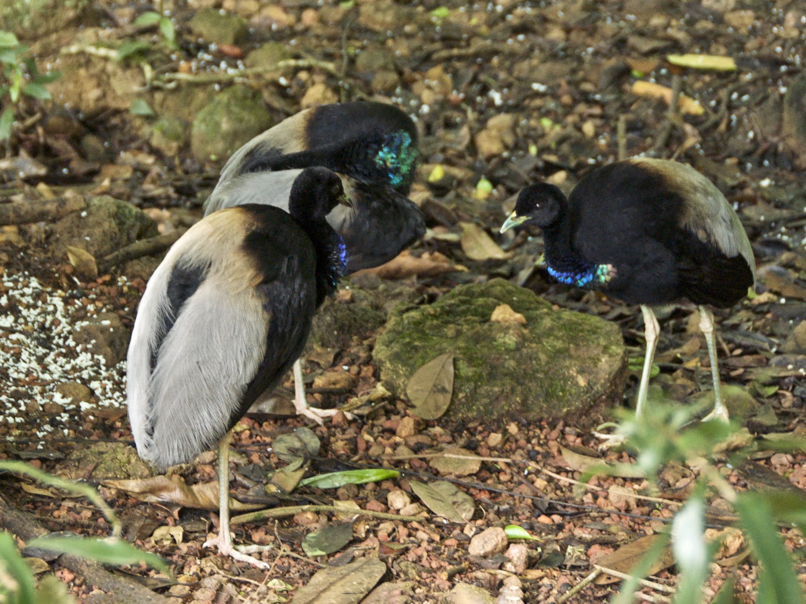 Gray-winged Trumpeter - eBird