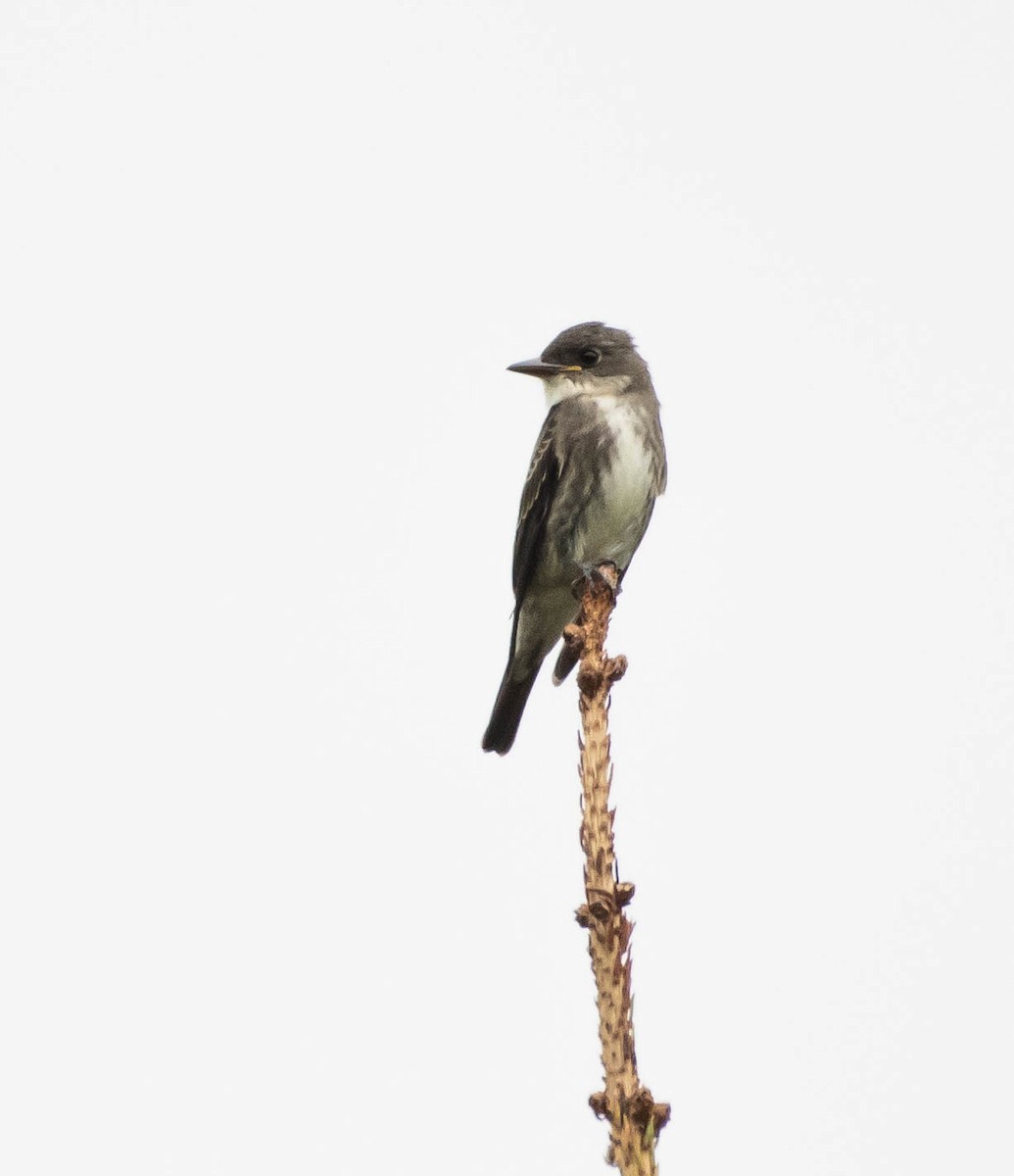 Olive-sided Flycatcher - Annie Lavoie