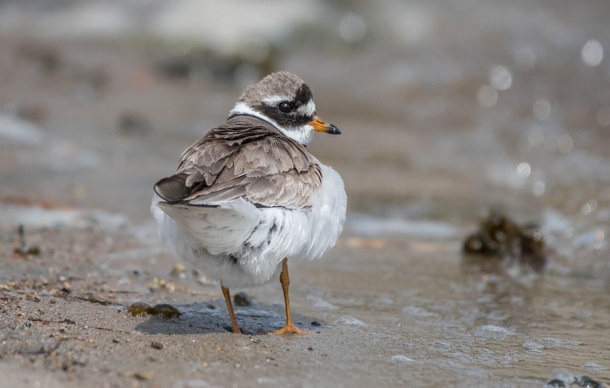 Common Ringed Plover - ML175591151