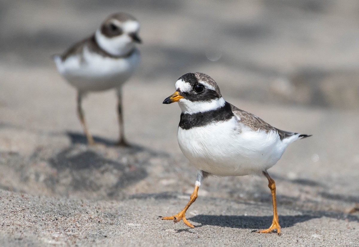 Common Ringed Plover - ML175591161