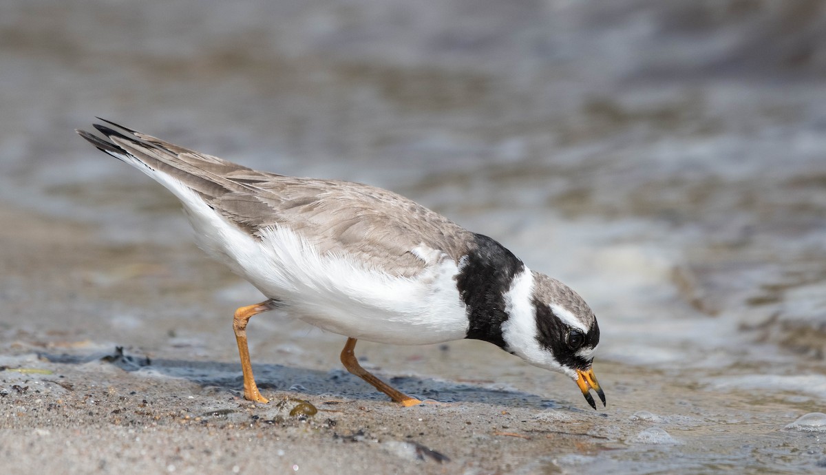 Common Ringed Plover - ML175591171