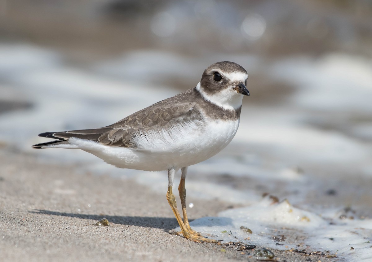 Semipalmated Plover - ML175591201