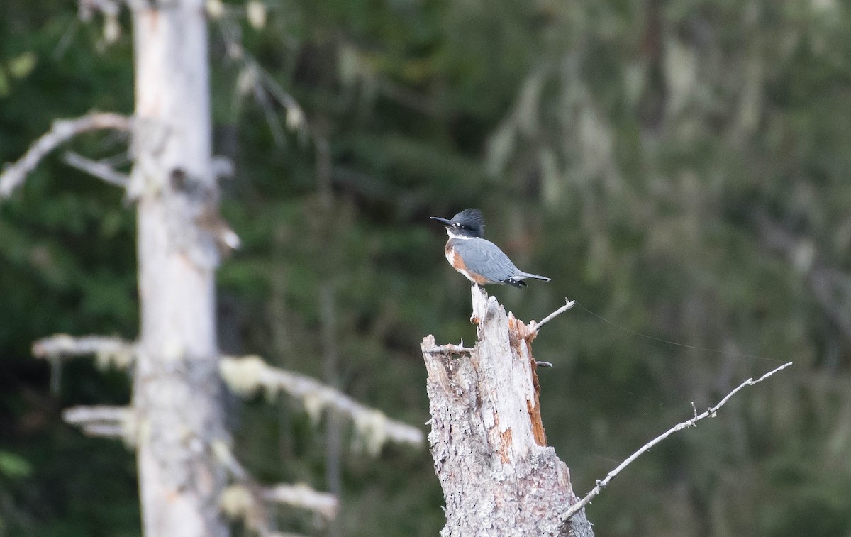 Belted Kingfisher - ML175591471