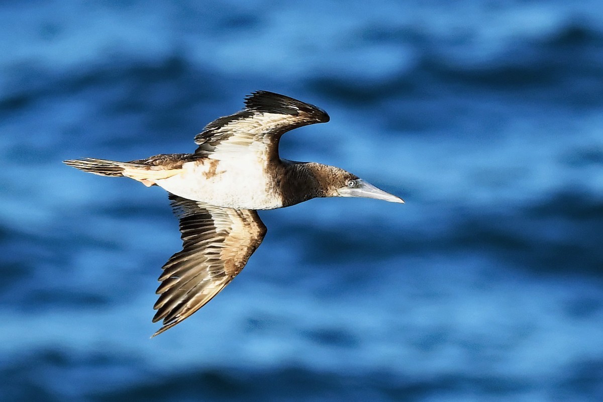 Brown Booby - ML175595011