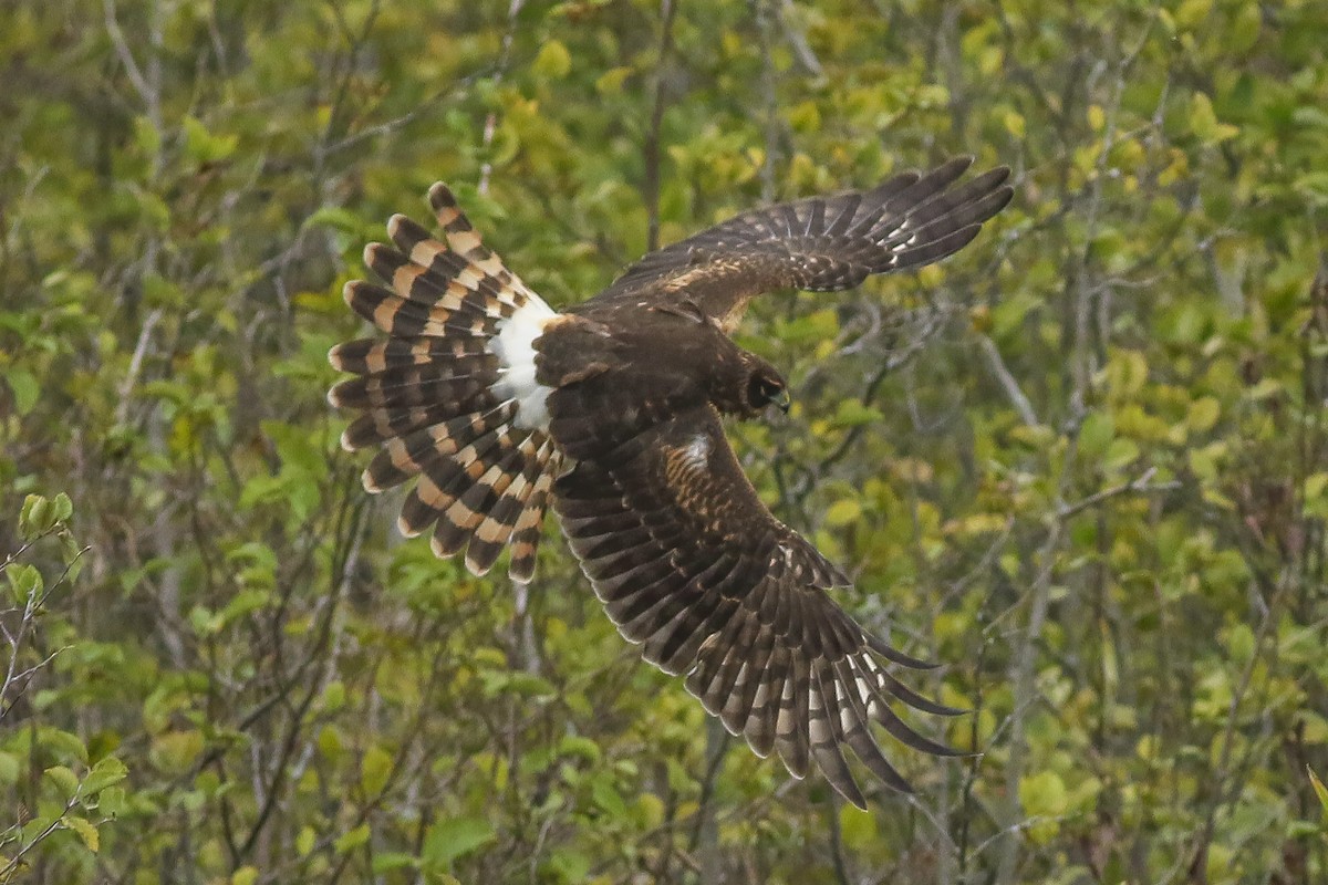 Northern Harrier - Charmaine Anderson