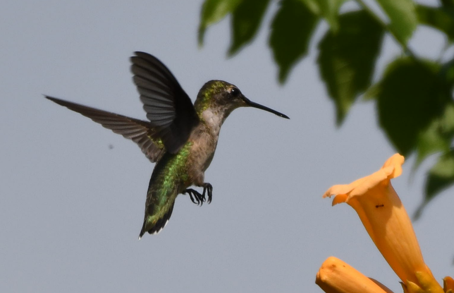 Ruby-throated Hummingbird - Patrick Shure